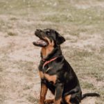 Rottweiler: The Ultimate Guide to the Loyal Protector