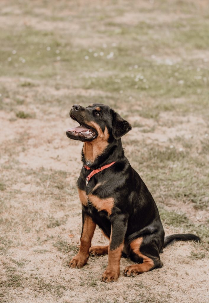 Rottweiler: The Ultimate Guide to the Loyal Protector