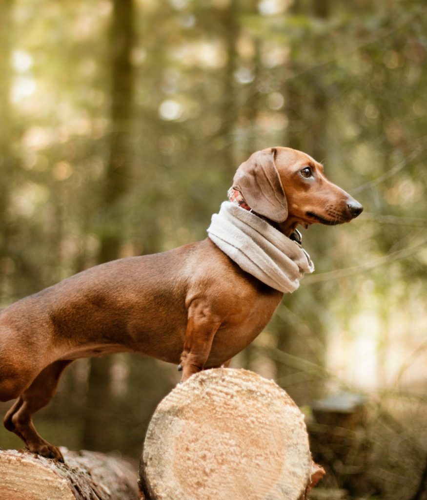 Dachshund: The Daring and Delightful Badger Hunter