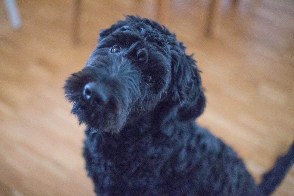 Portuguese Water Dog: The Seafarer’s Best Friend