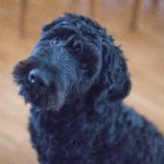 Portuguese Water Dog: The Seafarer’s Best Friend