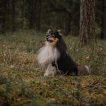 Shetland Sheepdog: The Miniature Collie of the Shetlands