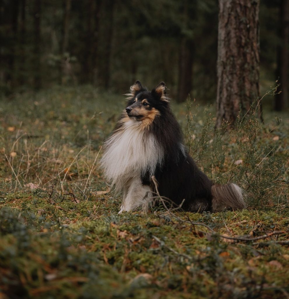 Shetland Sheepdog: The Miniature Collie of the Shetlands