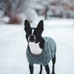 Boston Terrier: The American Gentleman of the Dog World