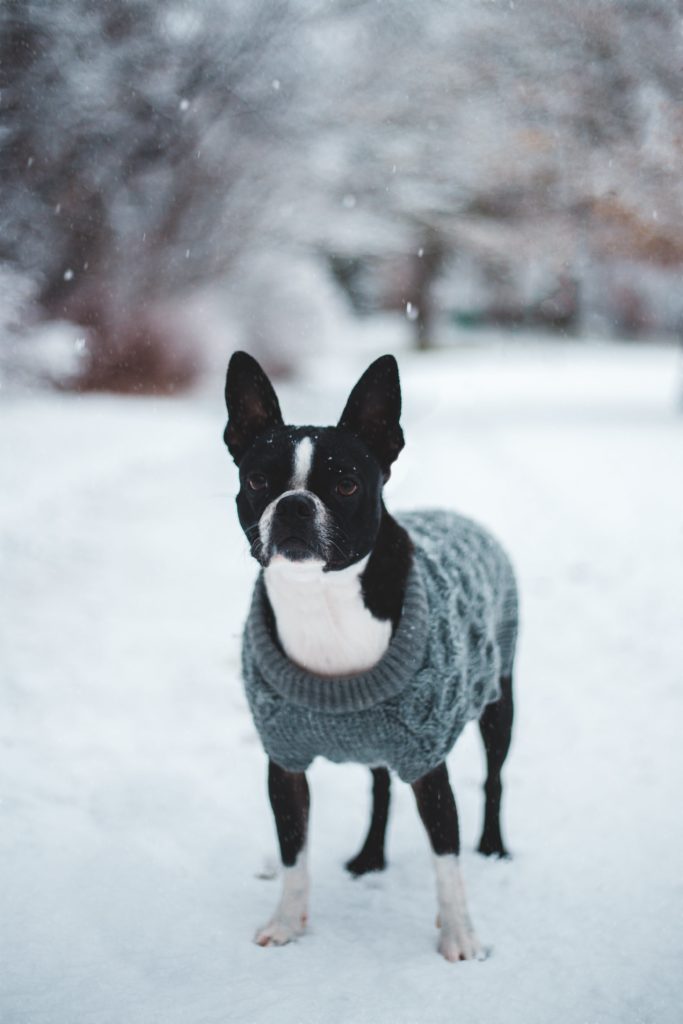 Boston Terrier: The American Gentleman of the Dog World