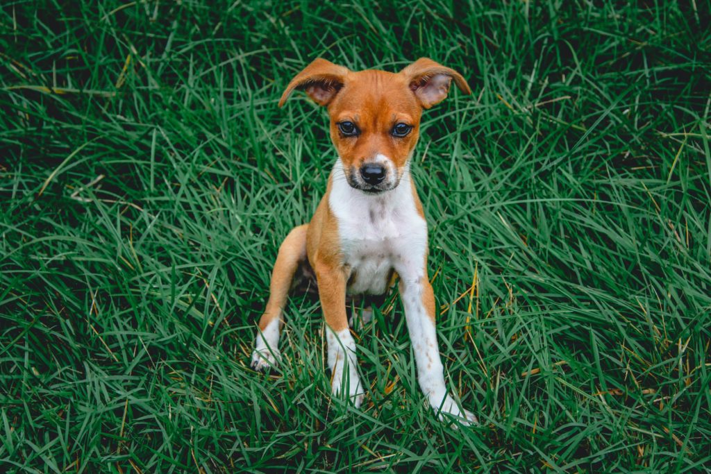 Rat Terrier: The All-American Farm Dog’s Complete Guide