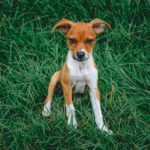 Rat Terrier: The All-American Farm Dog’s Complete Guide