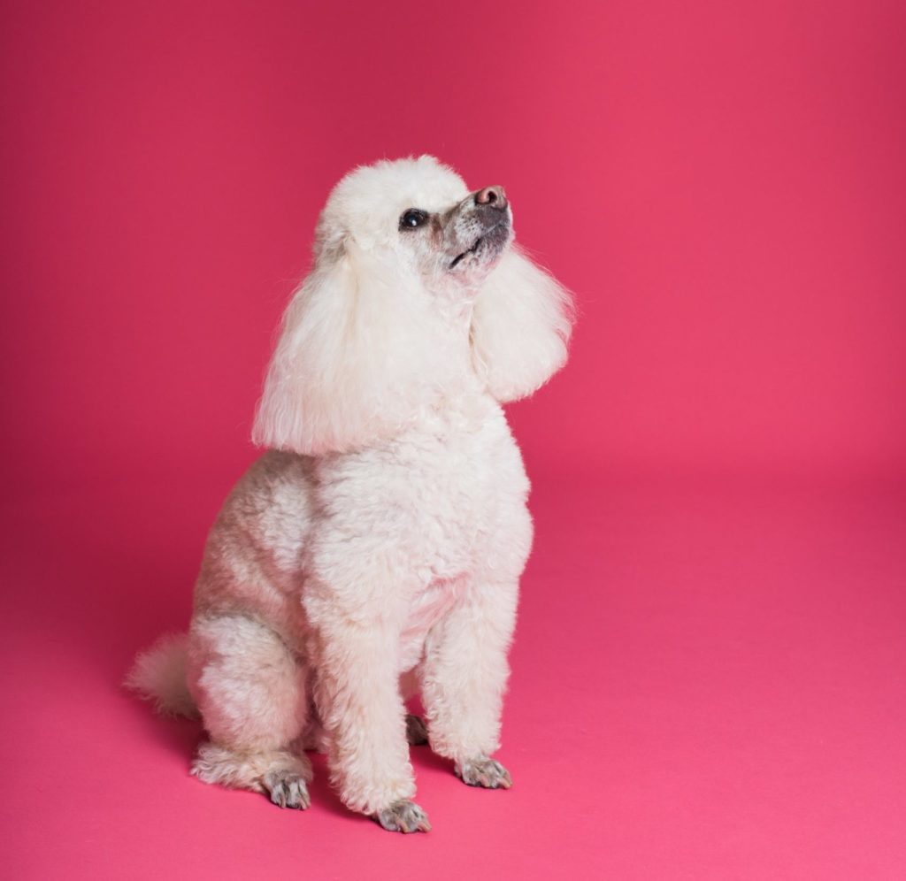 Poodle: More Than Just a Pretty Face – The Intelligent Companion