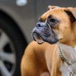 Boxer: The Playful and Protective Family Dog