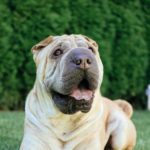 Shar Pei: The Unique Wrinkled Dog of China