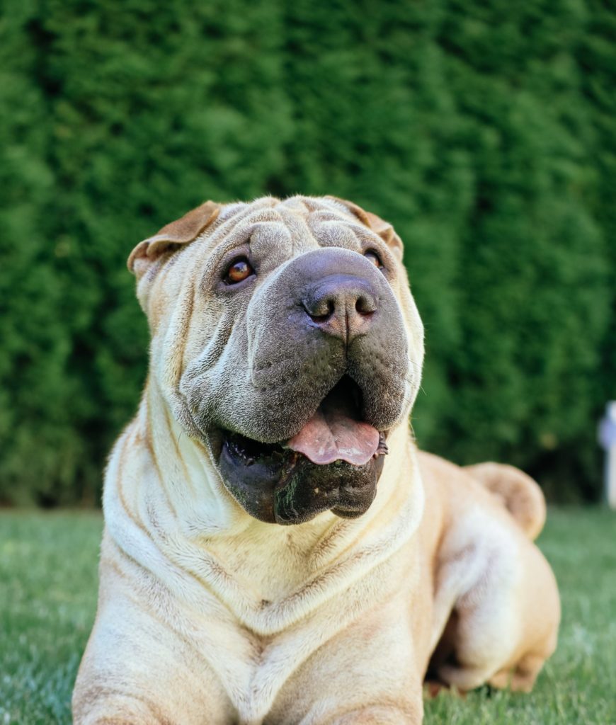 Shar Pei: The Unique Wrinkled Dog of China