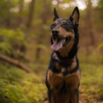 Australian Kelpie: The Intelligent and Agile Farm Dog