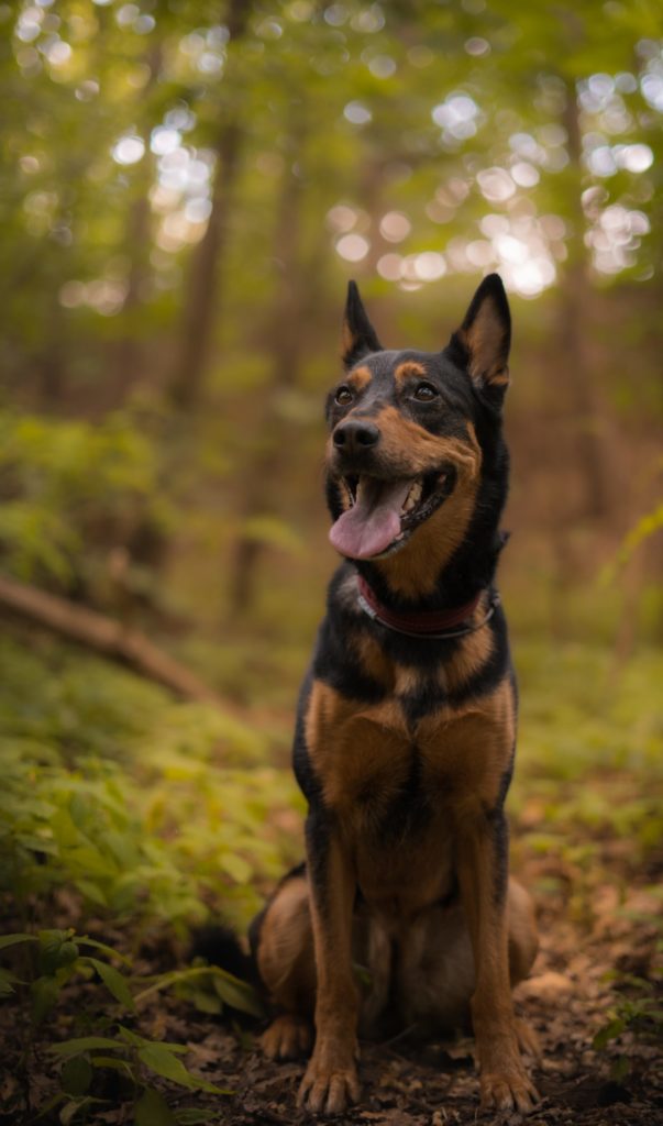 Australian Kelpie: The Intelligent and Agile Farm Dog