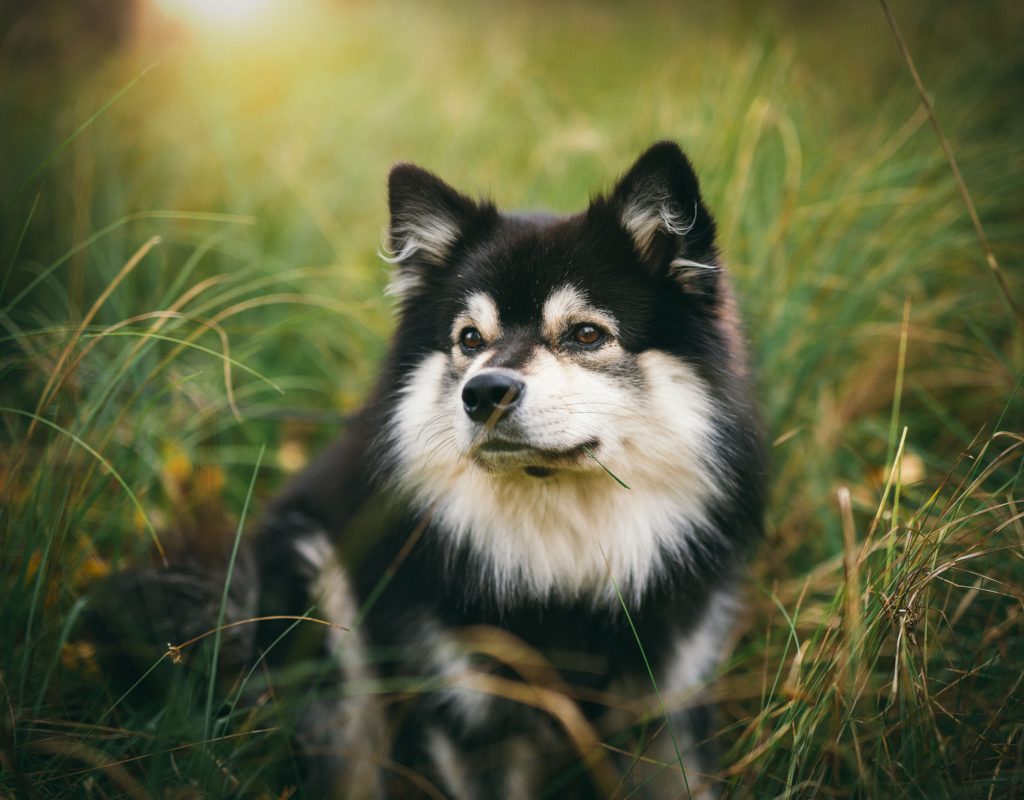 Swedish Lapphund: The Ancient and Friendly Arctic Breed