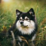 Swedish Lapphund: The Ancient and Friendly Arctic Breed