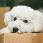 Bichon Frisé: The Playful Cotton Ball of the Canine World