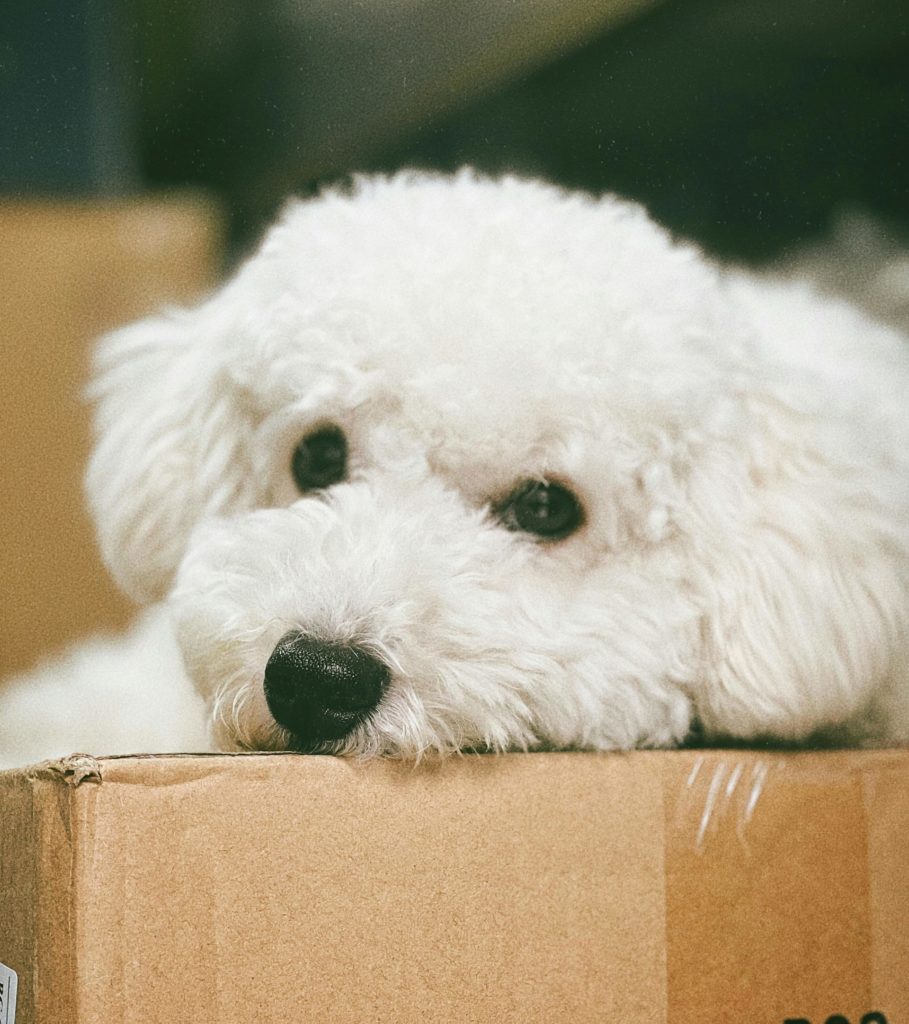 Bichon Frisé: The Playful Cotton Ball of the Canine World