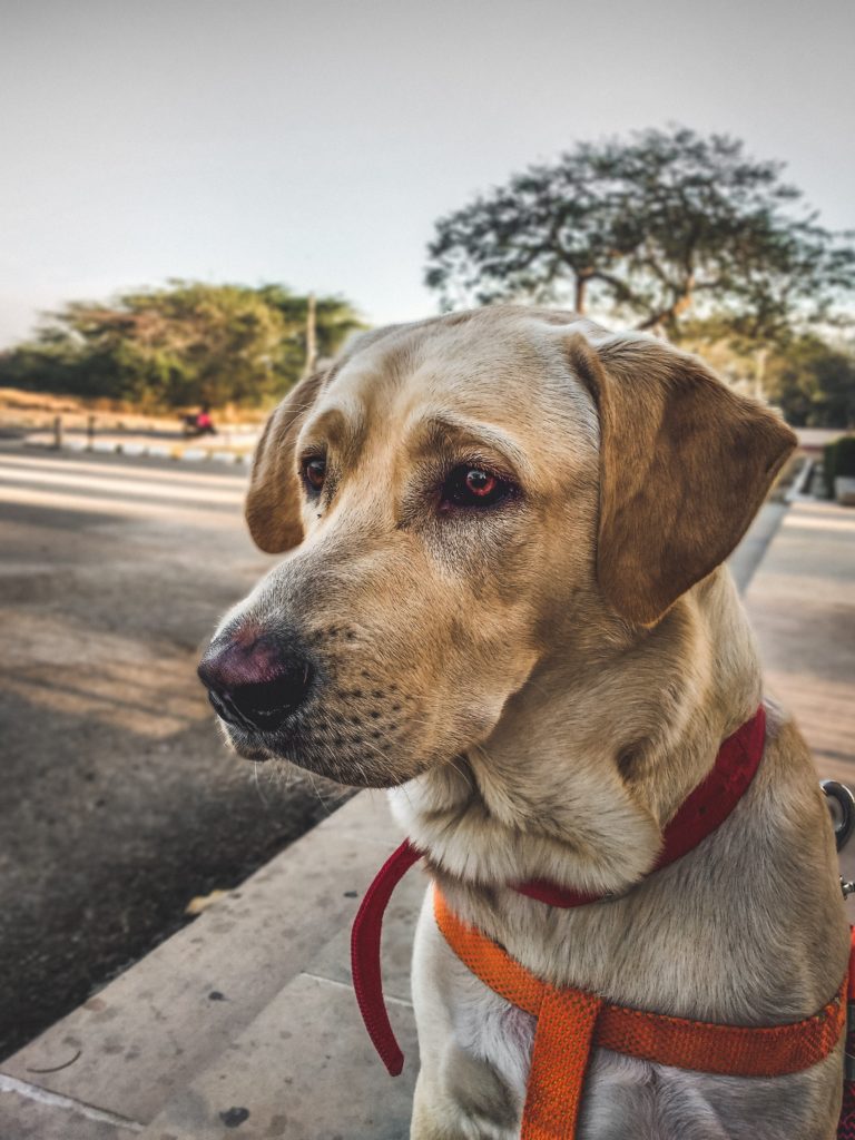 Labrador Retriever: America’s Favorite Dog – Uncovering the Secrets of Their Enduring Appeal