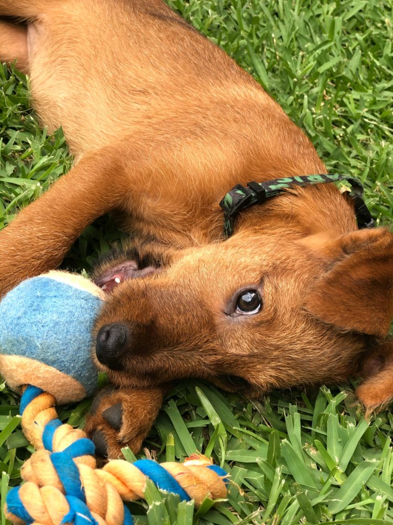 Irish Terrier: The Spirited and Loyal Irish Gem