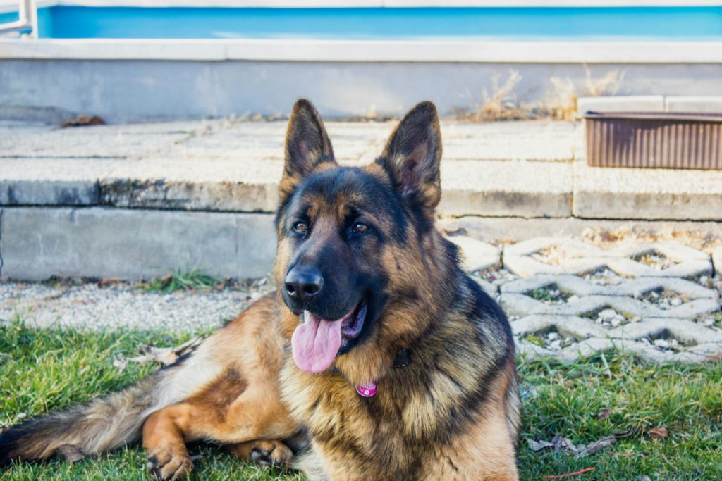 German Shepherd: The World’s Most Versatile Working Dog