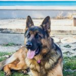 German Shepherd: The World’s Most Versatile Working Dog