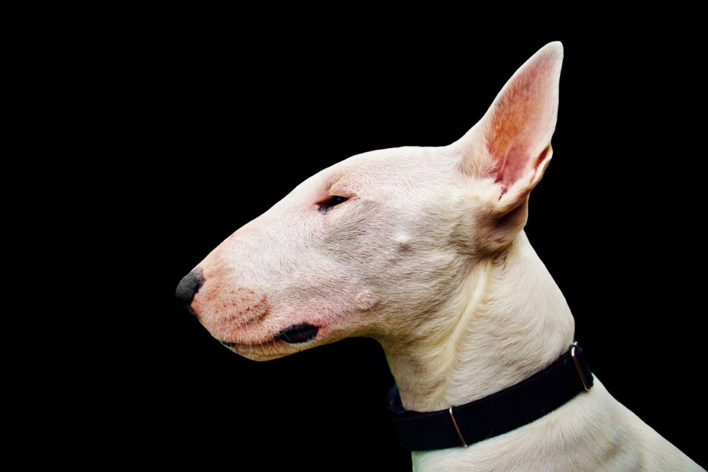 Bull Terrier: Beyond the Stereotype – A Dog of Distinct Character