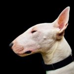 Bull Terrier: Beyond the Stereotype – A Dog of Distinct Character