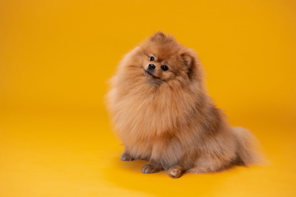 Pomeranian: The Tiny Powerhouse with a Big Personality