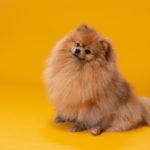 Pomeranian: The Tiny Powerhouse with a Big Personality