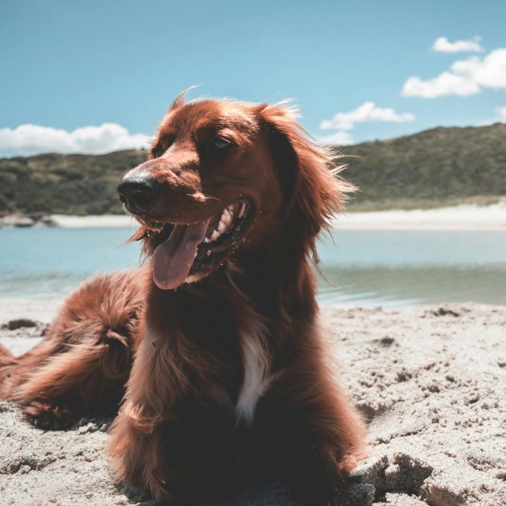 Irish Setter: The Elegant and Energetic Redhead