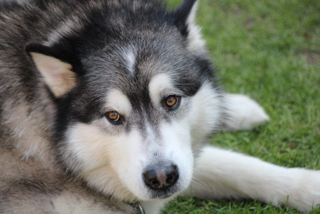 Alaskan Malamute: Strength and Stamina in the Snow