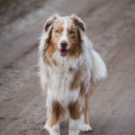 Australian Shepherd: The Energetic and Versatile Herding Dog