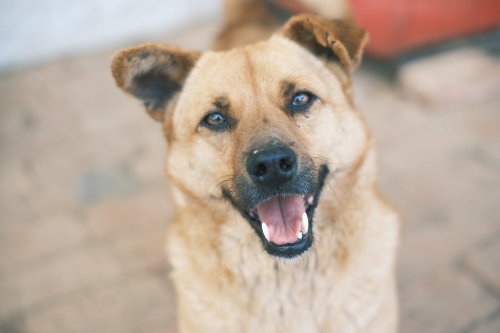 Chinook: The All-American Sled Dog with a Heroic Heritage