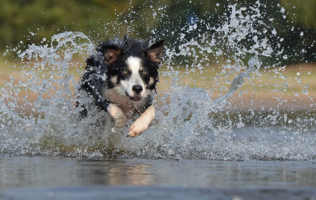 Border Collie: The World’s Smartest and Most Energetic Dog