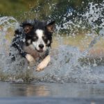 Border Collie: The World’s Smartest and Most Energetic Dog