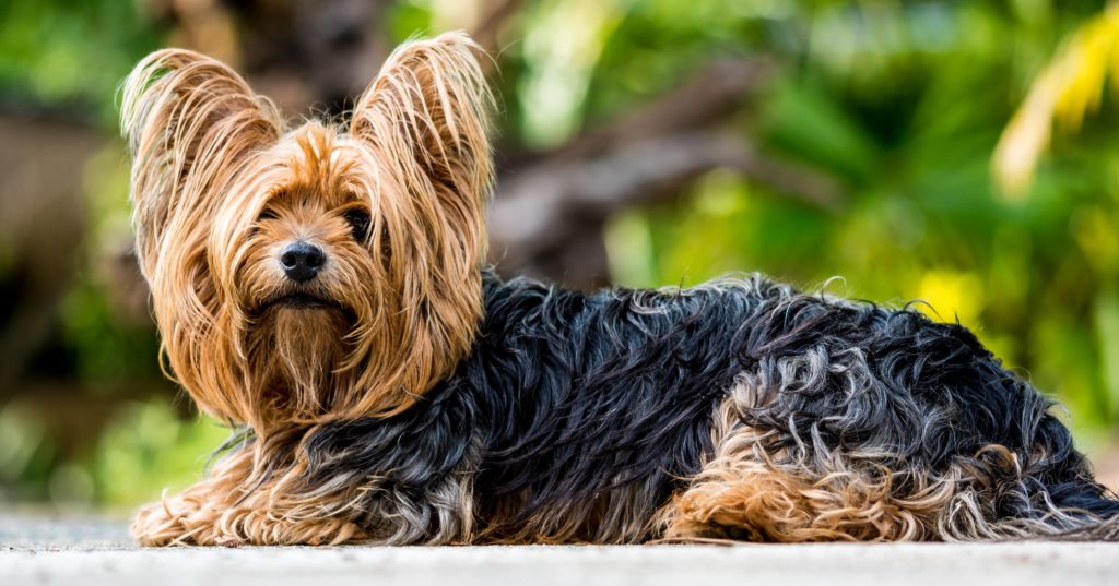 Yorkshire Terrier: The Tiny Titan with a Big Heart