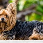 Yorkshire Terrier: The Tiny Titan with a Big Heart