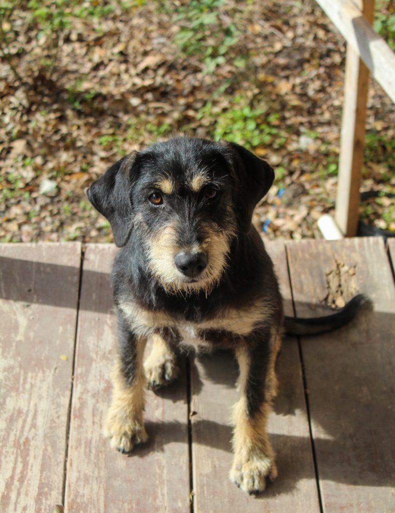 Border Terrier: The Spirited Little Worker of the Borders