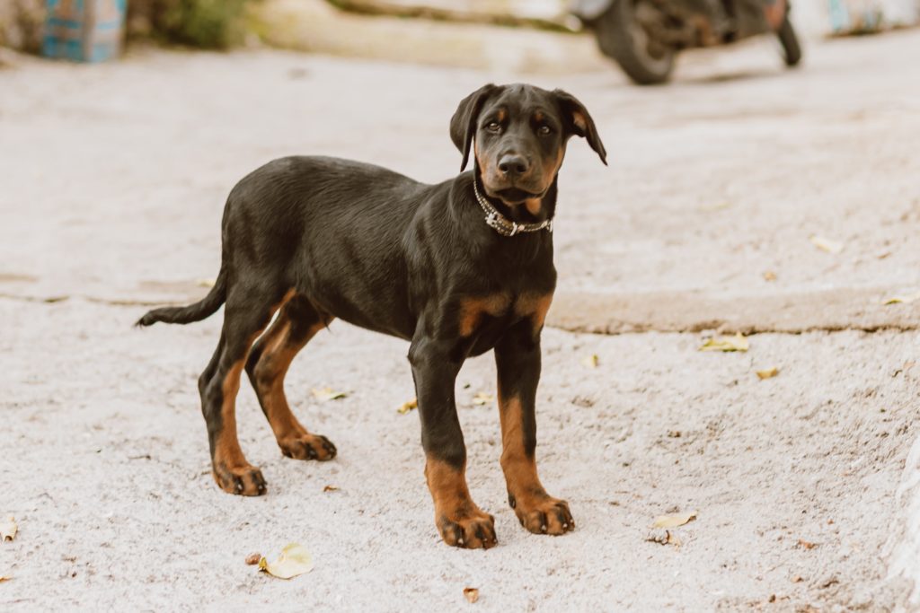 Dobermann: The Elegant Protector’s Guide