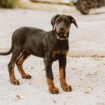 Dobermann: The Elegant Protector’s Guide