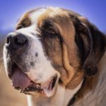 St. Bernard: The Iconic Alpine Rescue Dog