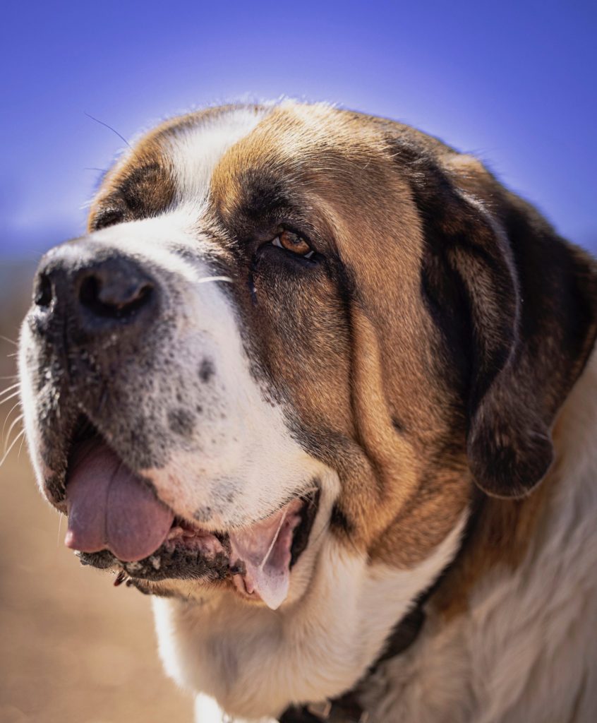 St. Bernard: The Iconic Alpine Rescue Dog