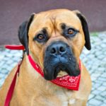 Bullmastiff: The Gentle Giant with a Fearless Heart