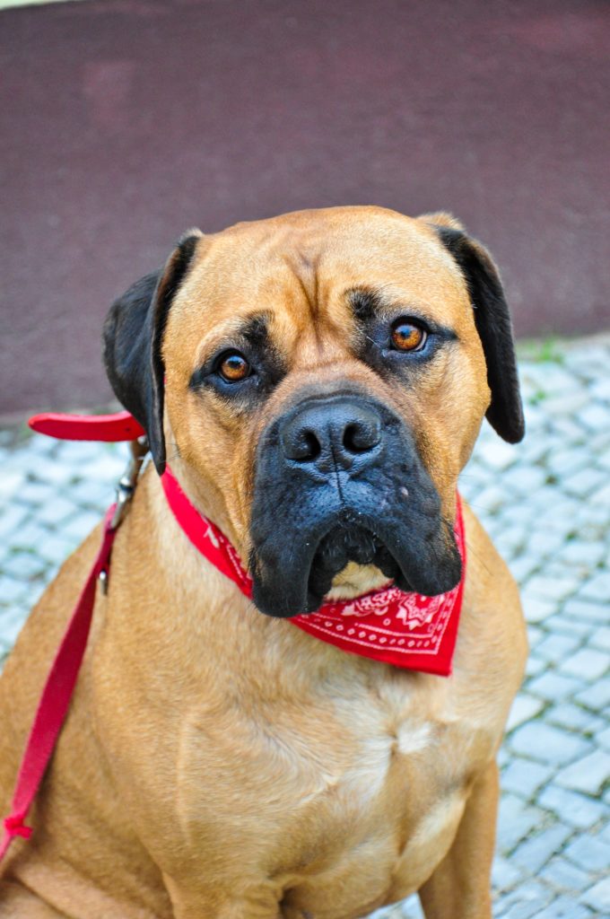 Bullmastiff: The Gentle Giant with a Fearless Heart