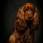 English Cocker Spaniel: The Ultimate Family Companion