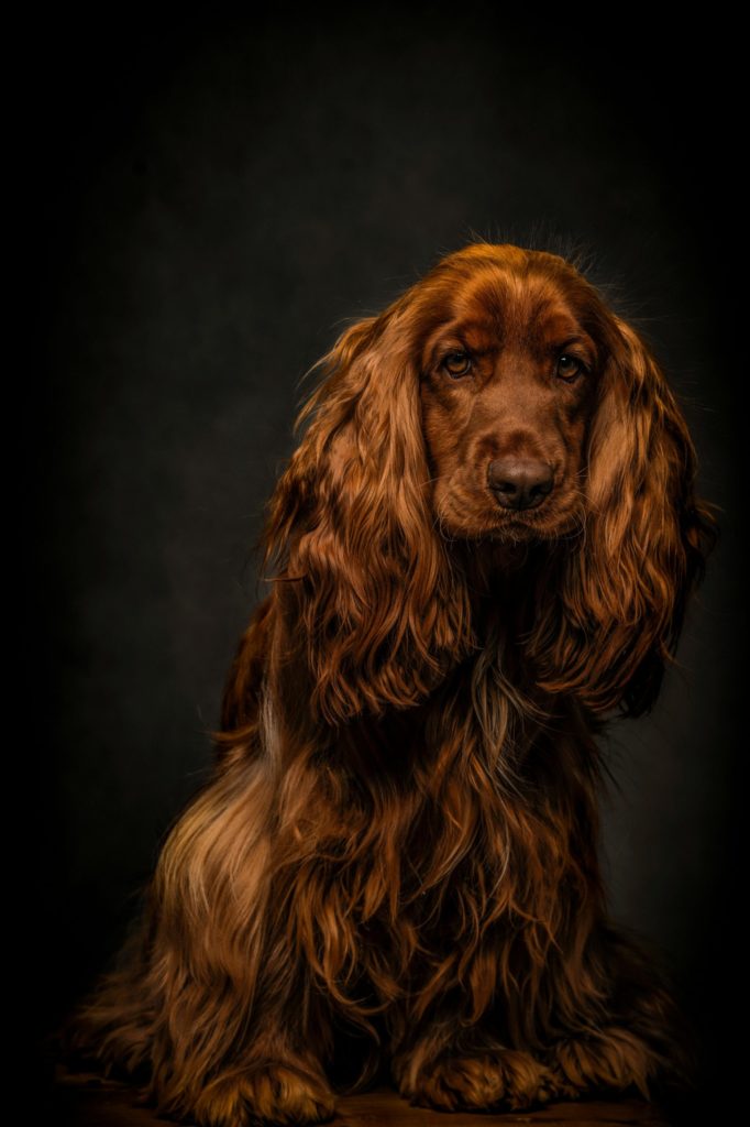 English Cocker Spaniel: The Ultimate Family Companion