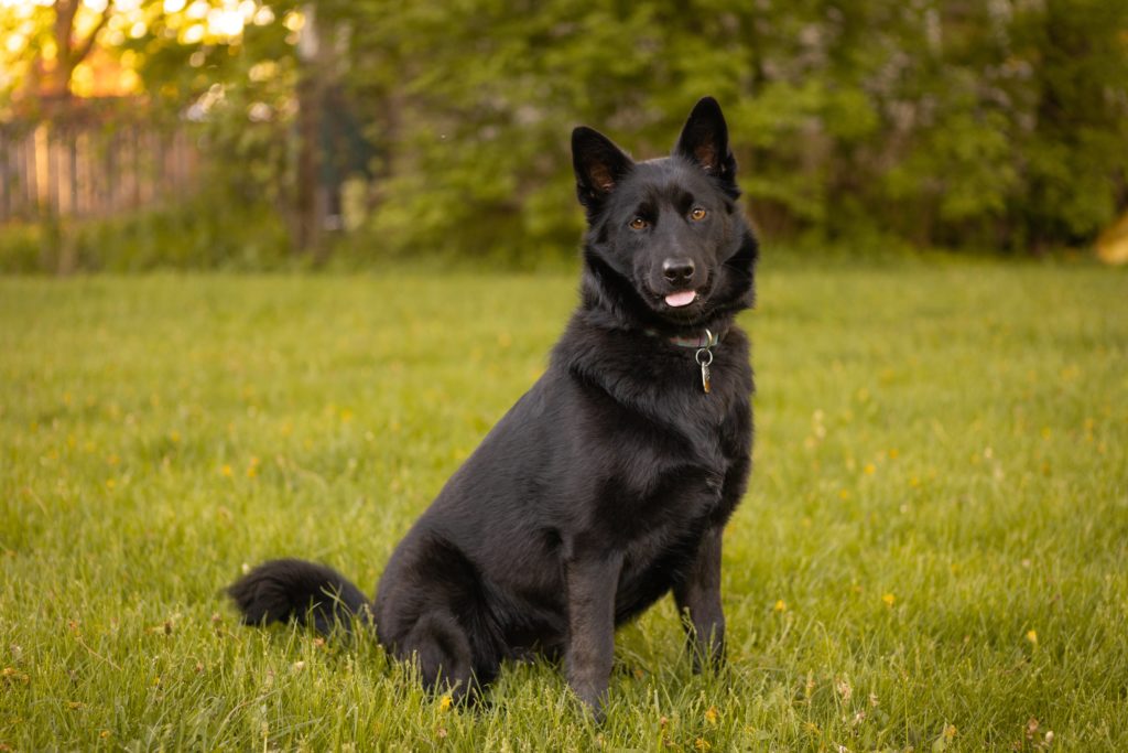 Schipperke: The Little Black Devil of Belgium