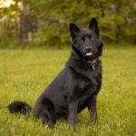 Schipperke: The Little Black Devil of Belgium