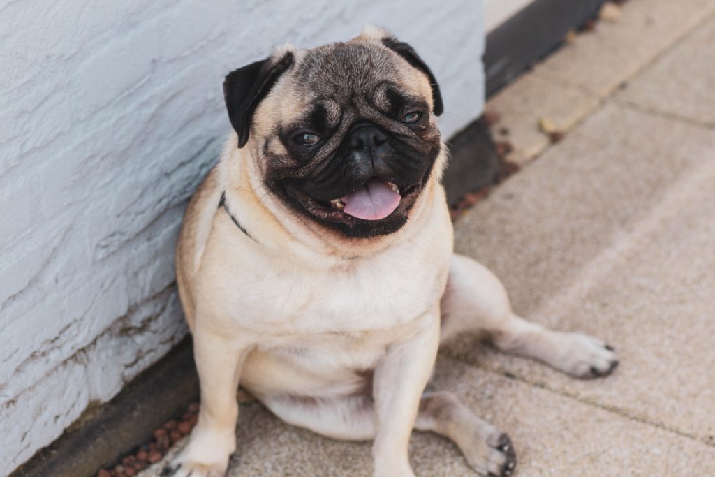 Pug: The Ultimate Guide to the Adorable, Wrinkly Companion