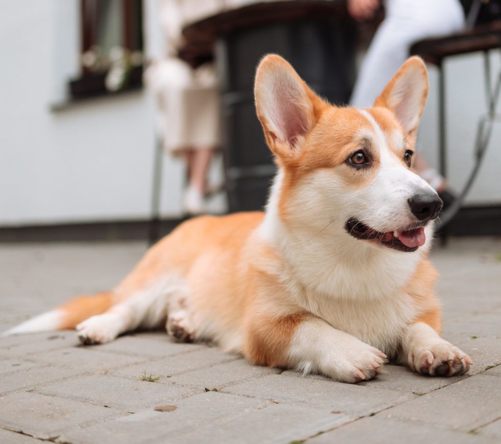 Pembroke Welsh Corgi: The Enchanting Life of a Royal Favorite